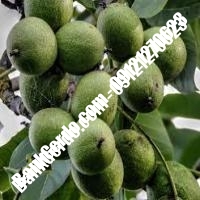 قیمت نهال گردو فرانسوی خوشه ای پیوندی - نههالستان بانک گردو قیمت نهال گردو فرانسوی خوشه ای پیوندی - نههالستان بانک گردو