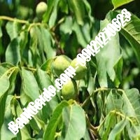 قیمت نهال گردو فرانکت پیوندی - نهالستان بانک گردو قیمت نهال گردو فرانکت پیوندی - نهالستان بانک گردو