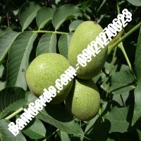 قیمت نهال گردو فورت پیوندی - نهالستان بانک گردو قیمت نهال گردو فورت پیوندی - نهالستان بانک گردو