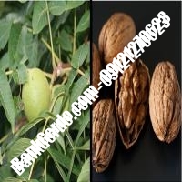 قیمت نهال گردو هارتلی پیوندی - نهالستان بانک گردو قیمت نهال گردو هارتلی پیوندی - نهالستان بانک گردو