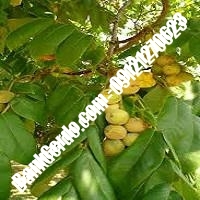 قیمت نهال گردو پاریزین پیوندی - نهالستان بانک گردو قیمت نهال گردو پاریزین پیوندی - نهالستان بانک گردو