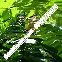 قیمت نهال گردو پیوندی - نهالستان بانک گردو قیمت نهال گردو پیوندی - نهالستان بانک گردو