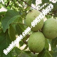 قیمت نهال گردو چندلر پیوندی اصل قیمت نهال گردو چندلر پیوندی | نهالستان بانک گردو