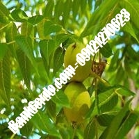 قیمت نهال گردو ژنوتیپ برتر پیوندی - نهالستان بانک گردو قیمت نهال گردو ژنوتیپ برتر پیوندی - نهالستان بانک گردو