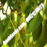 قیمت نهال گردو ژنوتیپ رقم پیوندی - نهالستان بانک گردو قیمت نهال گردو ژنوتیپ رقم پیوندی - نهالستان بانک گردو