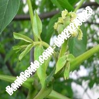 قیمت نهال گردو کشت بافتی پیوندی - نهالستان بانک گردو قیمت نهال گردو کشت بافتی پیوندی - نهالستان بانک گردو
