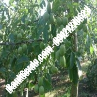 نهال گردو آیوانهو پیوندی - نهالستان بانک گردو نهال گردو آیوانهو پیوندی - نهالستان بانک گردو