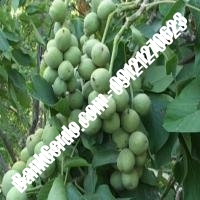 نهال گردو ارکا پیوندی - نهالستان بانک گردو نهال گردو ارکا پیوندی - نهالستان بانک گردو