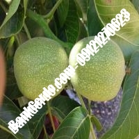 نهال گردو اصلاح شده پیوندی - نهالستان بانک گردو نهال گردو اصلاح شده پیوندی - نهالستان بانک گردو