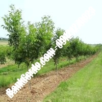 نهال گردو امریکایی پیوندی - نهالستان بانک گردو نهال گردو امریکایی پیوندی - نهالستان بانک گردو