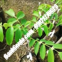 نهال گردو دماوند پیوندی - نهالستان بانک گردو نهال گردو دماوند پیوندی - نهالستان بانک گردو