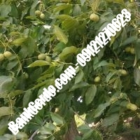 نهال گردو روند پیوندی - نهالستان بانک گردو نهال گردو روند پیوندی - نهالستان بانک گردو