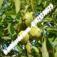 نهال گردو سانلند پیوندی - نهالستان بانک گردو نهال گردو سانلند پیوندی - نهالستان بانک گردو