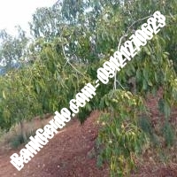 نهال گردو سر پیوندی - نهالستان بانک گردو نهال گردو سر پیوندی - نهالستان بانک گردو