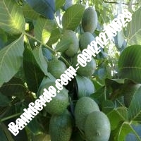 نهال گردو سولانو پیوندی - نهالستان بانک گردو نهال گردو سولانو پیوندی - نهالستان بانک گردو