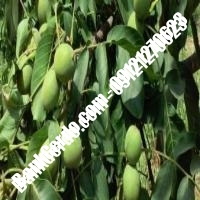 نهال گردو سیزر ترکیه پیوندی - نهالستان بانک گردو نهال گردو سیزر ترکیه پیوندی - نهالستان بانک گردو