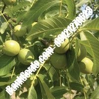 نهال گردو سیسکو پیوندی - نهالستان بانک گردو نهال گردو سیسکو پیوندی - نهالستان بانک گردو