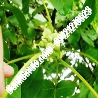 نهال گردو شارج پیوندی - نهالستان بانک گردو نهال گردو شارج پیوندی - نهالستان بانک گردو