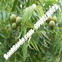 نهال گردو فرانکت پیوندی - نهالستان بانک گردو نهال گردو فرانکت پیوندی - نهالستان بانک گردو
