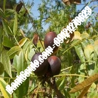 نهال گردو هارتلی پیوندی - نهالستان بانک گردو نهال گردو هارتلی پیوندی - نهالستان بانک گردو