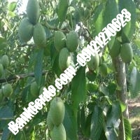 نهال گردو پاین پیوندی - نهالستان بانک گردو نهال گردو پاین پیوندی - نهالستان بانک گردو