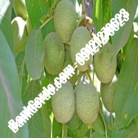 نهال گردو پدرو پیوندی - نهالستان بانک گردو نهال گردو پدرو پیوندی - نهالستان بانک گردو