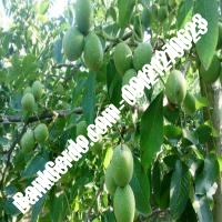 نهال گردو ژنوتیپ برتر پیوندی - نهالستان بانک گردو نهال گردو ژنوتیپ برتر پیوندی - نهالستان بانک گردو