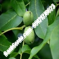 نهال گردو کانادایی پیوندی - نهالستان بانک گردو نهال گردو کانادایی پیوندی - نهالستان بانک گردو