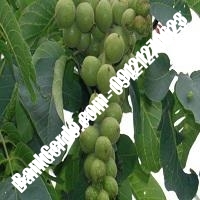 نهال گردوی چندلر فرنور اصلاح شده پیوندی | 09121243597
