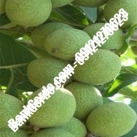 بهترین نهال گردو شیلی 09197722560