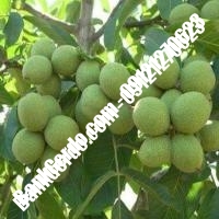خرید فروش قیمت نهال گردو در زنجان 09121263524