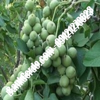 خرید و فروش نهال گردو در خمین 09121263524 خرید و فروش نهال گردو در خمین 09121263524