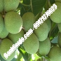 خرید و فروش نهال گردو در میبد 09121263524