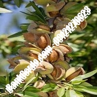 خرید فروش نهال بادام آبادان 09121243524