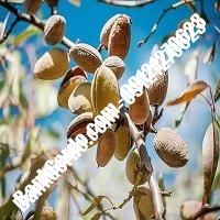خرید فروش نهال بادام آذربایجان شرقی 09121243524