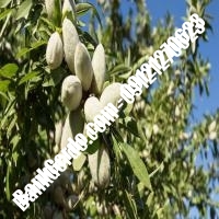 خرید فروش نهال بادام آذربایجان غربی 09121243524