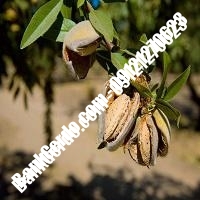 خرید فروش نهال بادام آشخانه 09121243524 خرید فروش نهال بادام آشخانه 09121243524