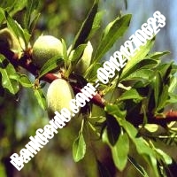 خرید فروش نهال بادام آشخانه 09121243524 خرید فروش نهال بادام آشخانه 09121243524