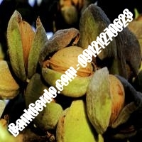 خرید فروش نهال بادام اردبیل 09121243524 خرید فروش نهال بادام اردبیل 09121243524