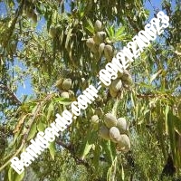 خرید فروش نهال بادام اردکان 09121243524