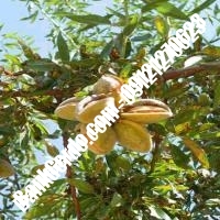 خرید فروش نهال بادام اسدآباد 09121243524