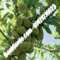 خرید فروش نهال بادام اسلامشهر 09121243524