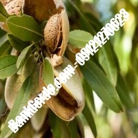 خرید فروش نهال بادام اسلام‌آباد غرب 09121243524