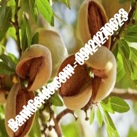 خرید فروش نهال بادام اصفهان 09121243524