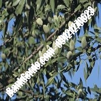 خرید فروش نهال بادام البرز 09121243524