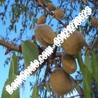 خرید فروش نهال بادام الوند 09121243524