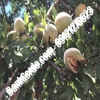 خرید فروش نهال بادام اهر 09121243524
