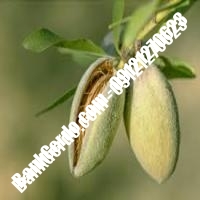 خرید فروش نهال بادام ایرانشهر 09121243524