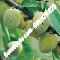 خرید فروش نهال بادام بابل 09121243524