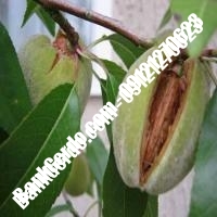 خرید فروش نهال بادام بانه 09121243524